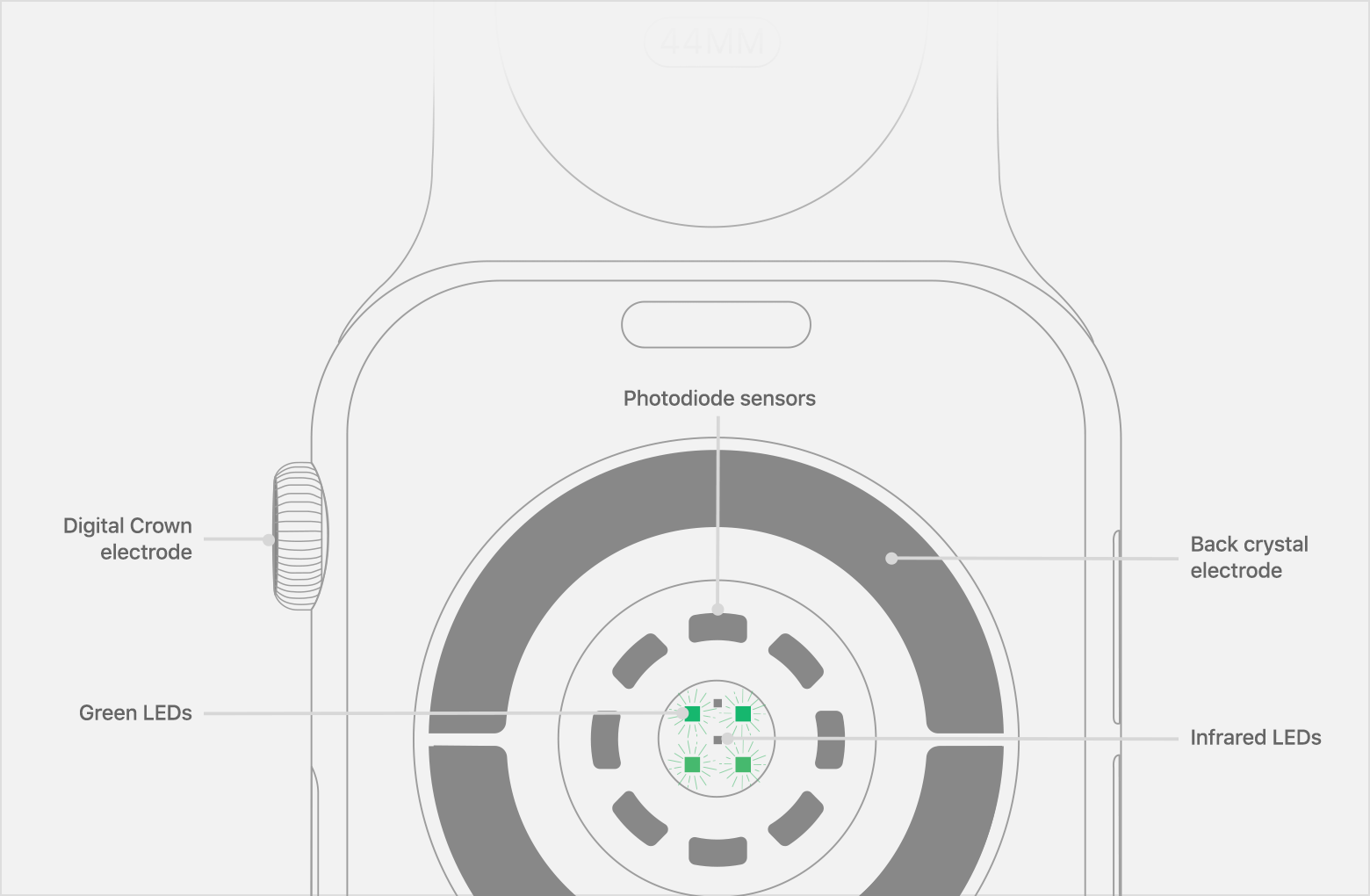 Posizione di sensori dei fotodiodi, LED a infrarossi e LED verdi su Apple Watch Series 4.